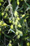 Olives