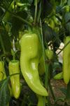 Pepers