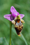 Ophrys Scolopax