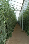 Greenhouse